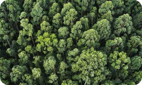 hectáreas de bosque